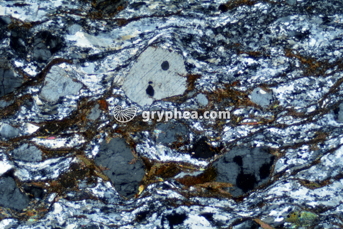 Gneiss LPA x6,5 - gryphea.com